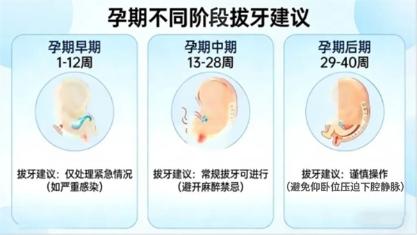 图片 34.jpg 孕期牙疼难忍,硬扛过去行不行?孕期牙疼到底能不能拔牙?(图2)